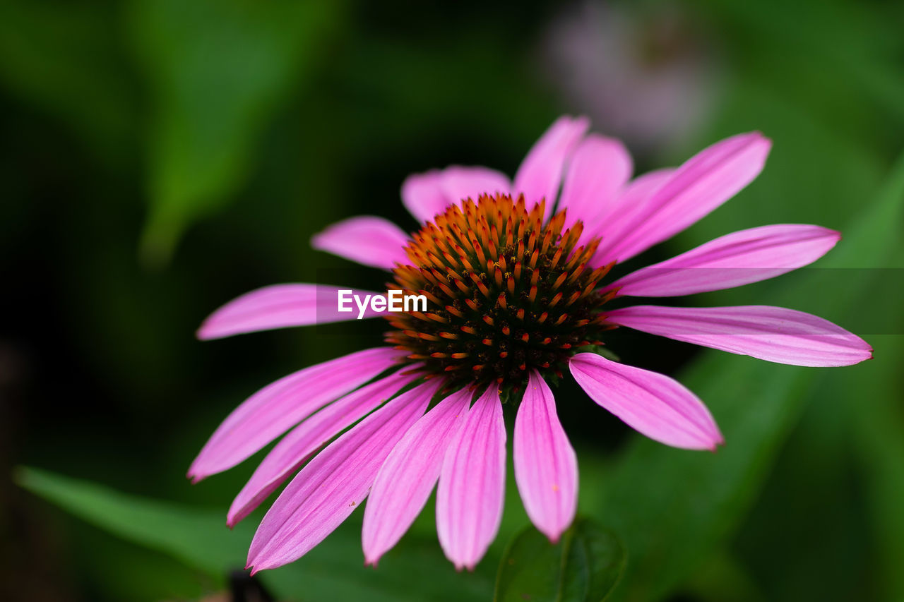 Close-up of pink flower