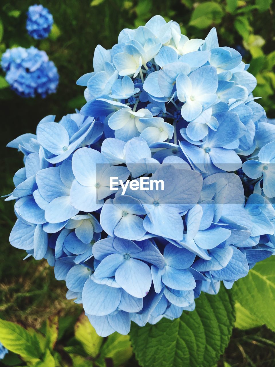 CLOSE-UP OF BLUE HYDRANGEA FLOWERS BLOOMING OUTDOORS