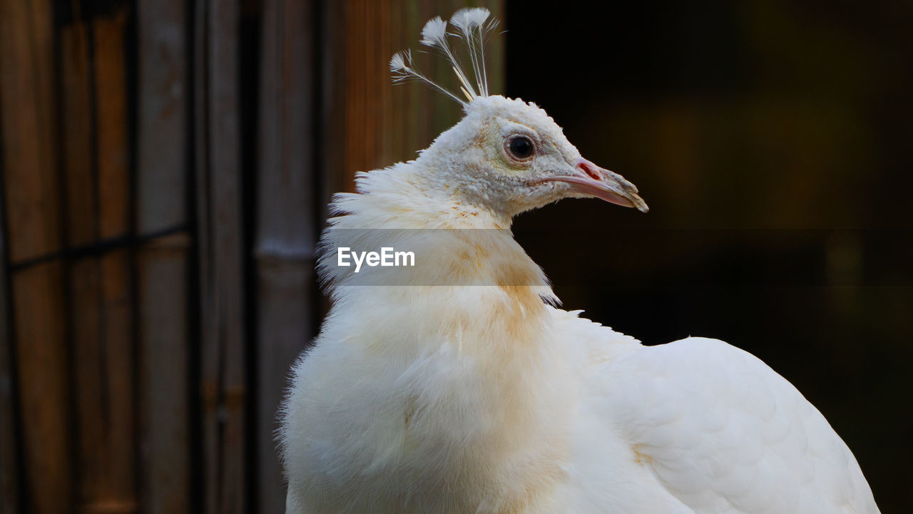 animal themes, animal, bird, one animal, beak, white, close-up, animal body part, animal wildlife, livestock, wing, nature, domestic animals, focus on foreground, no people, feather, chicken, looking, animal head, pet, wildlife, portrait, outdoors