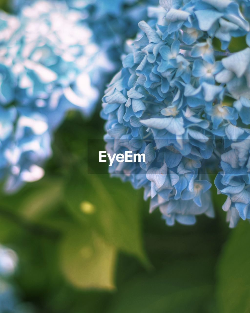 CLOSE-UP OF PURPLE HYDRANGEAS