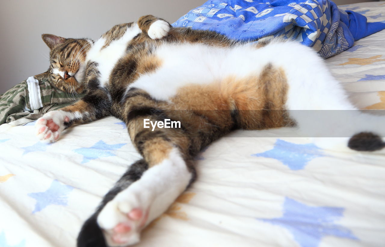 CLOSE-UP OF CAT RELAXING ON BED