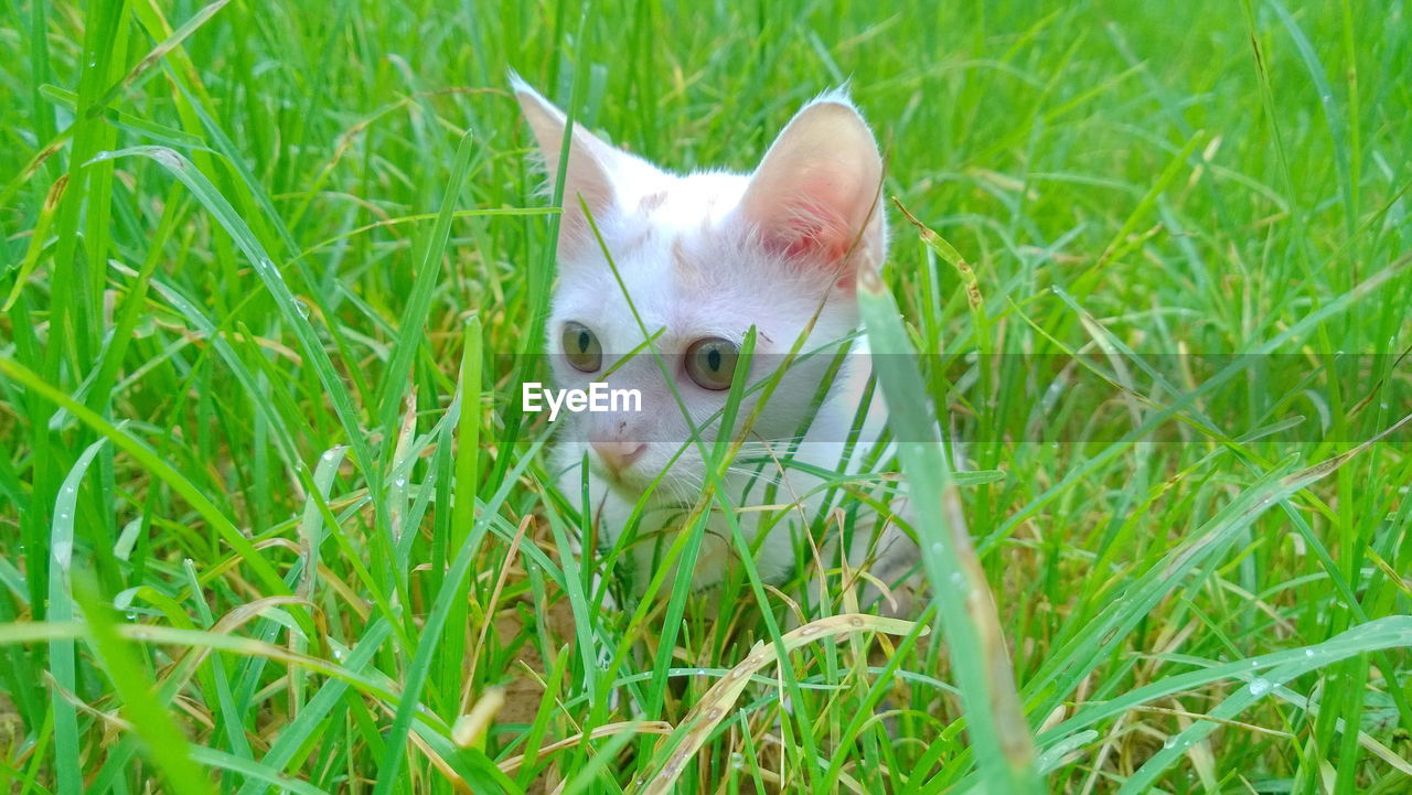PORTRAIT OF A CAT IN GRASS