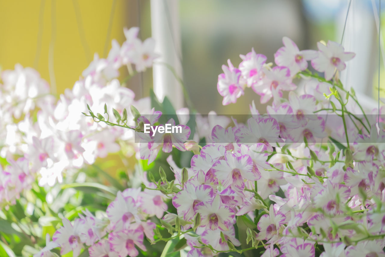 CLOSE-UP OF PINK FLOWERS