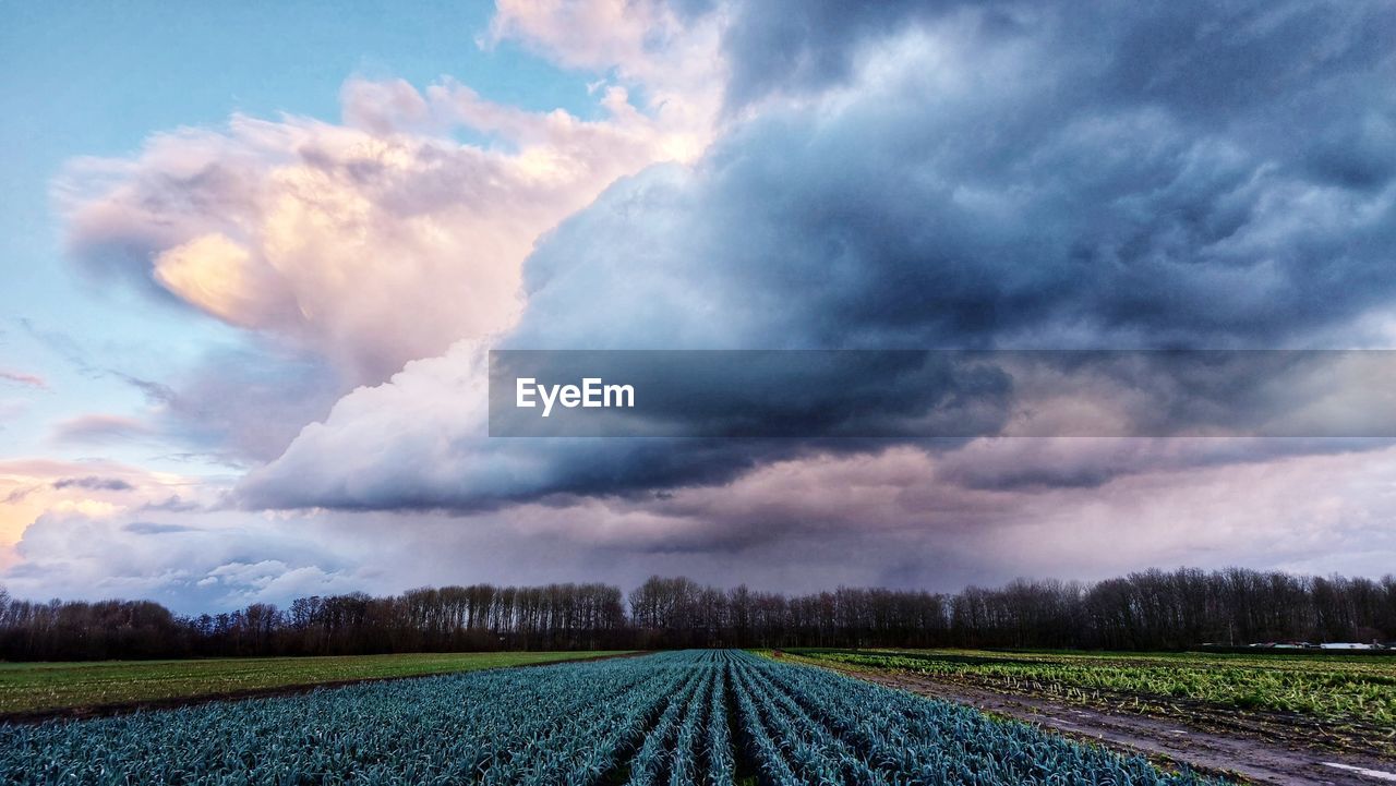 cloud, sky, environment, landscape, plant, land, nature, beauty in nature, field, rural scene, agriculture, scenics - nature, horizon, no people, crop, growth, tree, dramatic sky, storm, plain, prairie, outdoors, blue, food, cloudscape, farm, tranquility, storm cloud, freshness, food and drink, morning, rural area, multi colored, thunderstorm