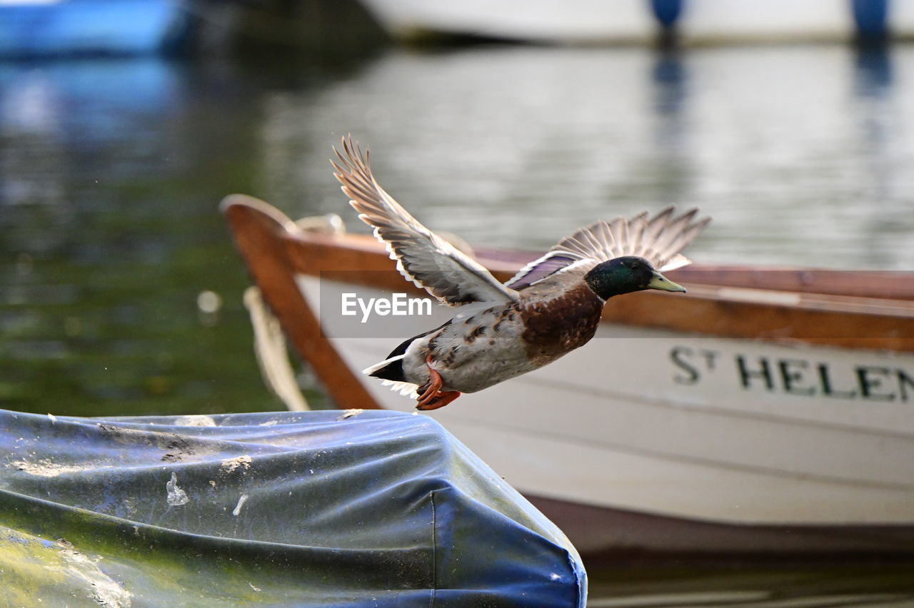 water, animal, animal themes, animal wildlife, wildlife, bird, nautical vessel, flying, boat, one animal, transportation, spread wings, lake, nature, focus on foreground, day, vehicle, mode of transportation, boating, outdoors, animal body part, no people, wing, fishing