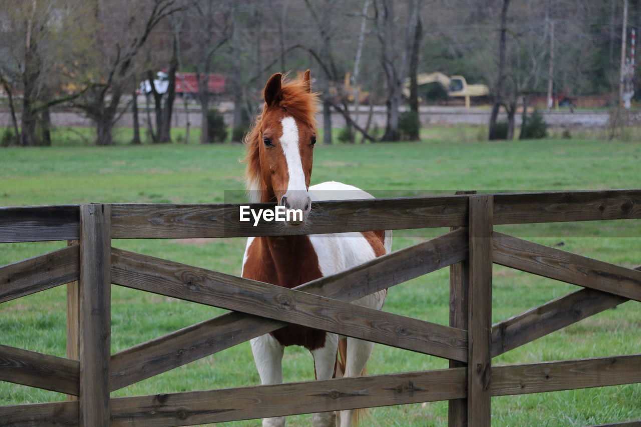 HORSE IN RANCH ON FIELD AGAINST TREES