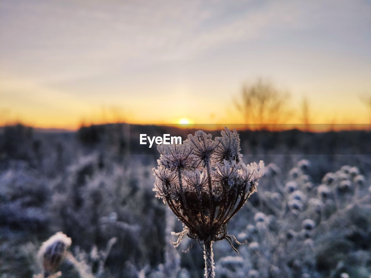 CLOSE-UP OF WILTED FLOWER AT SUNSET