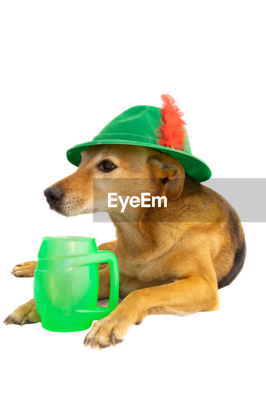 animal, animal themes, one animal, mammal, canine, dog, domestic animals, pet, hat, cut out, green, white background, clothing, carnivore, humor, cute, fun, studio shot, lap dog, celebration, no people, young animal, costume hat, dachshund, golden retriever, costume