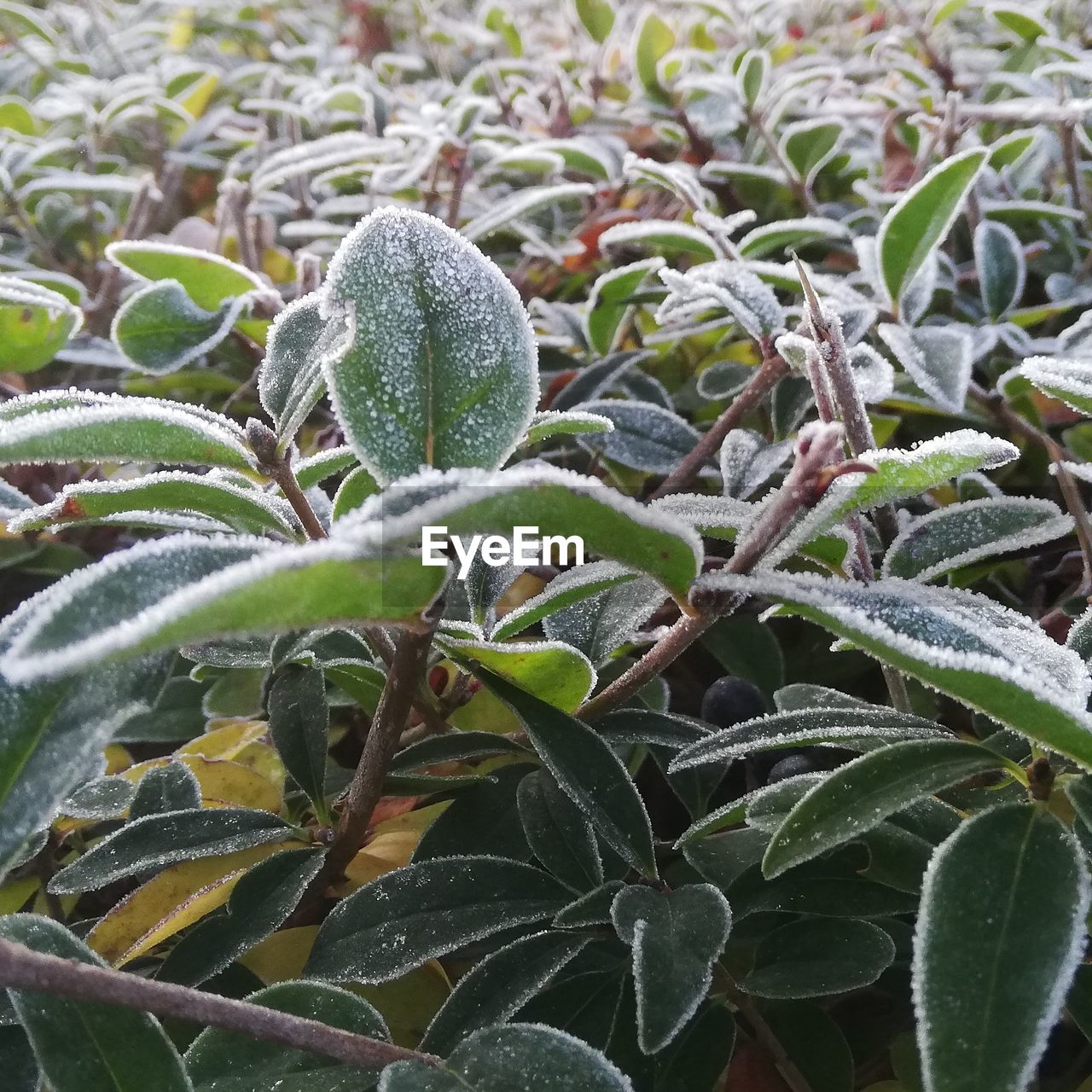 CLOSE-UP OF FROST ON PLANT