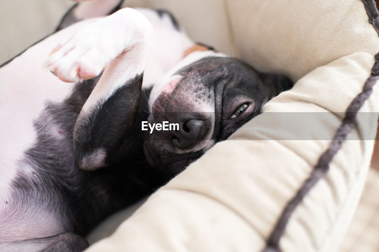 Close-up of boston terrier resting on pet bed