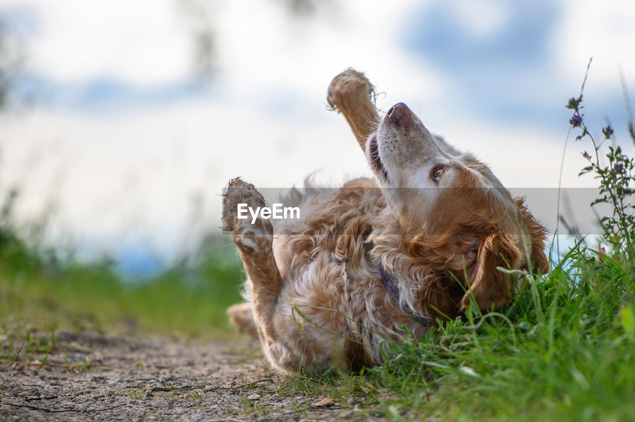 View of a dog relaxing on field