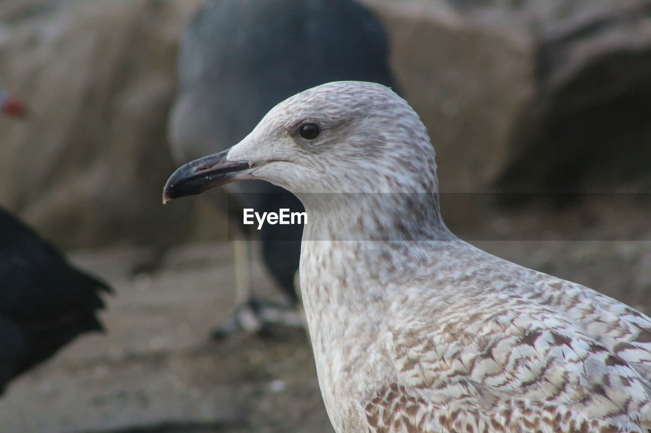 CLOSE-UP OF SEAGULL PERCHING