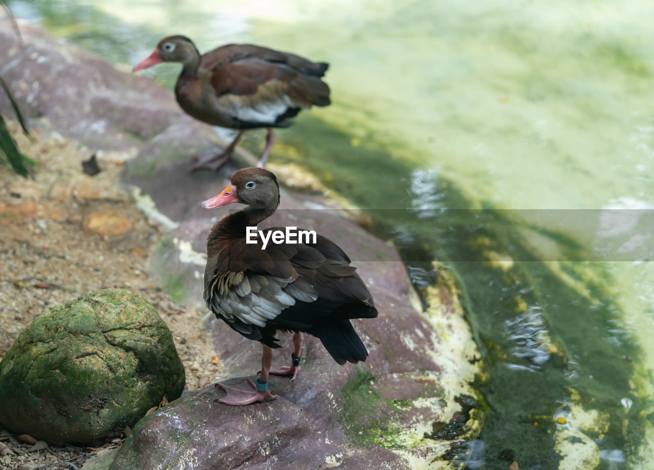 DUCK PERCHING ON ROCK