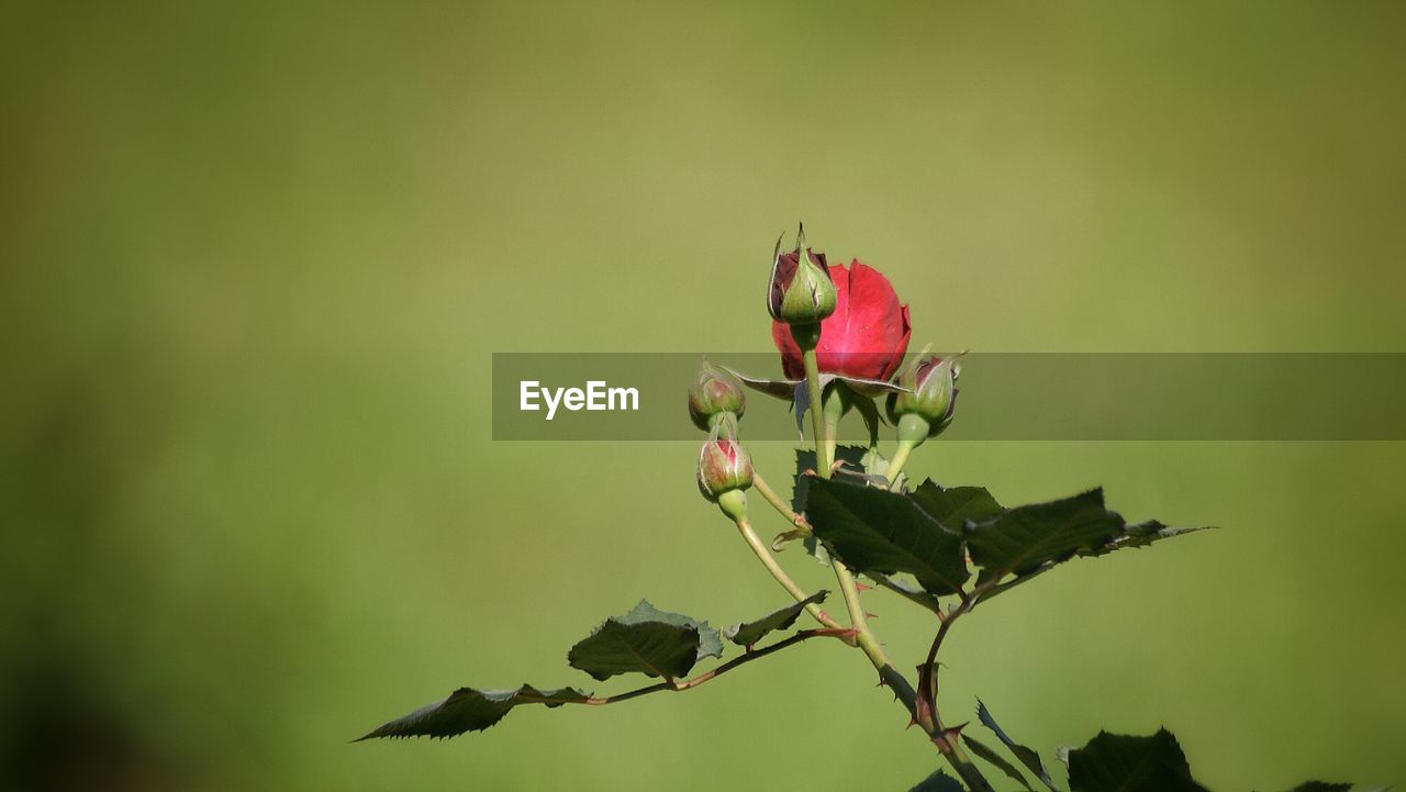 Close-up of red flower