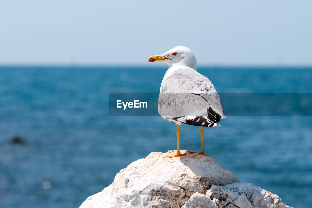 SEAGULL PERCHING ON ROCK AGAINST SEA