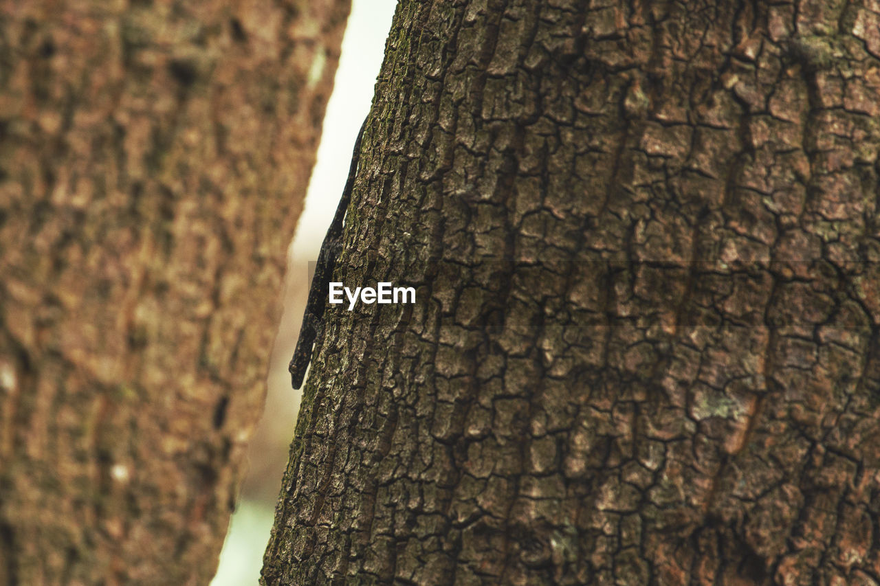 CLOSE-UP OF TREE TRUNK AGAINST THE FOREST