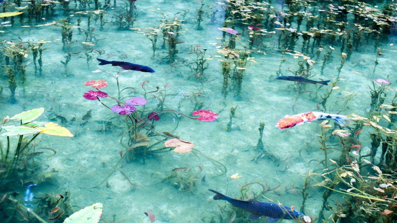 View of fish in pond