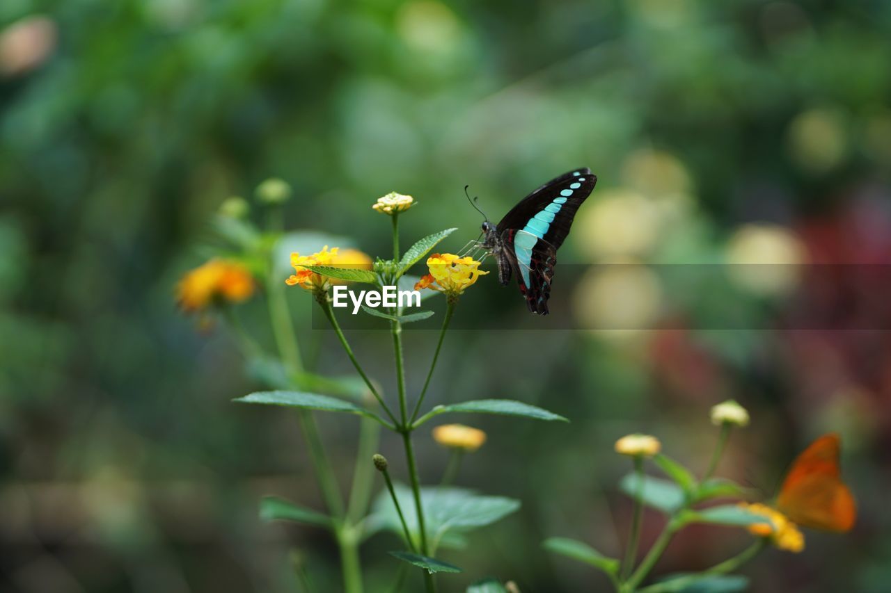 BUTTERFLY POLLINATING FLOWER