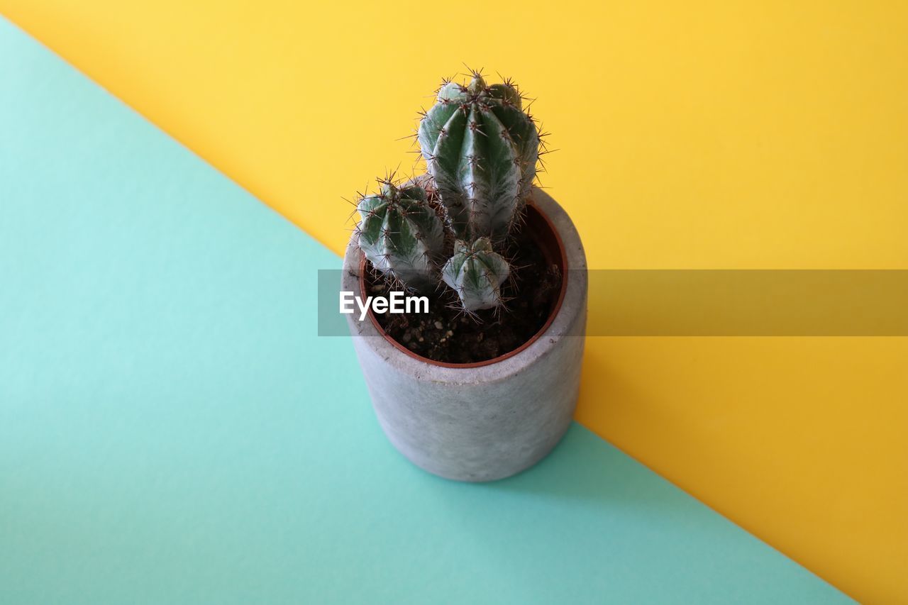 Close-up of cactus plant on colorful table