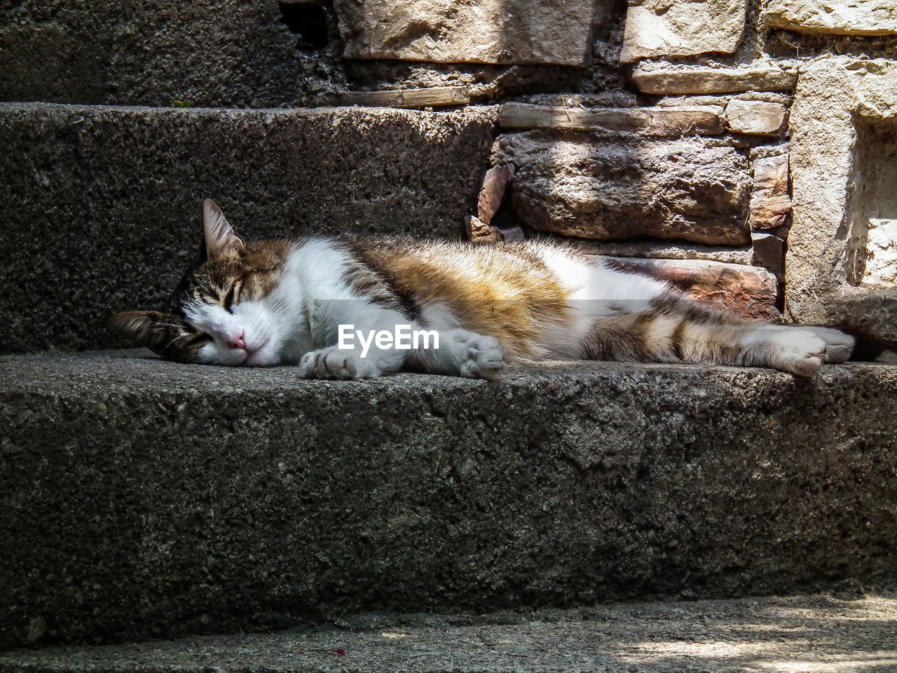 CLOSE-UP OF CAT SLEEPING BY RETAINING WALL