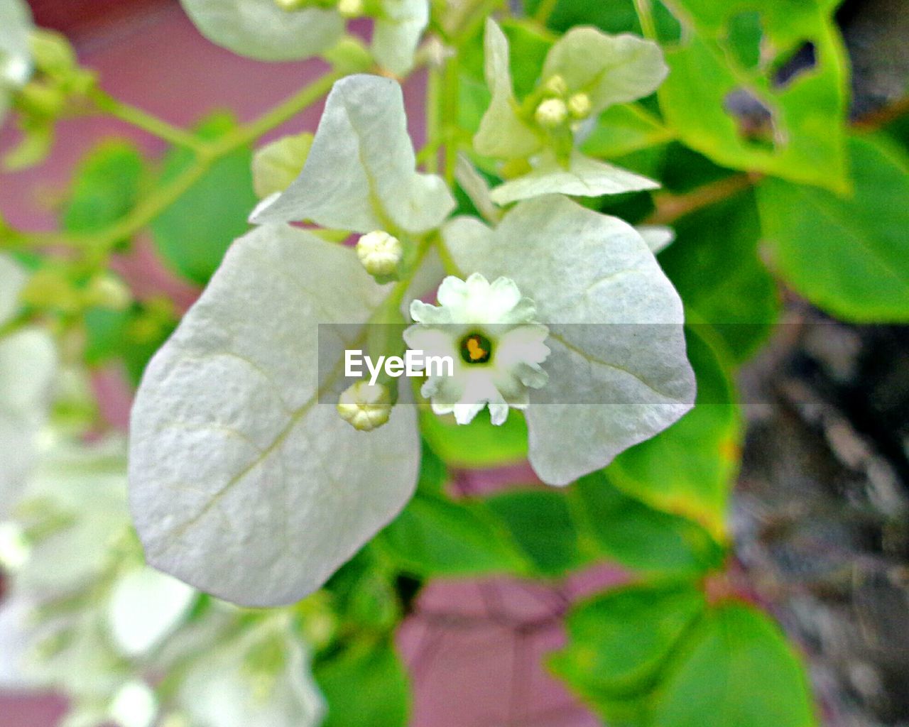 CLOSE-UP OF FLOWERS ON PLANT