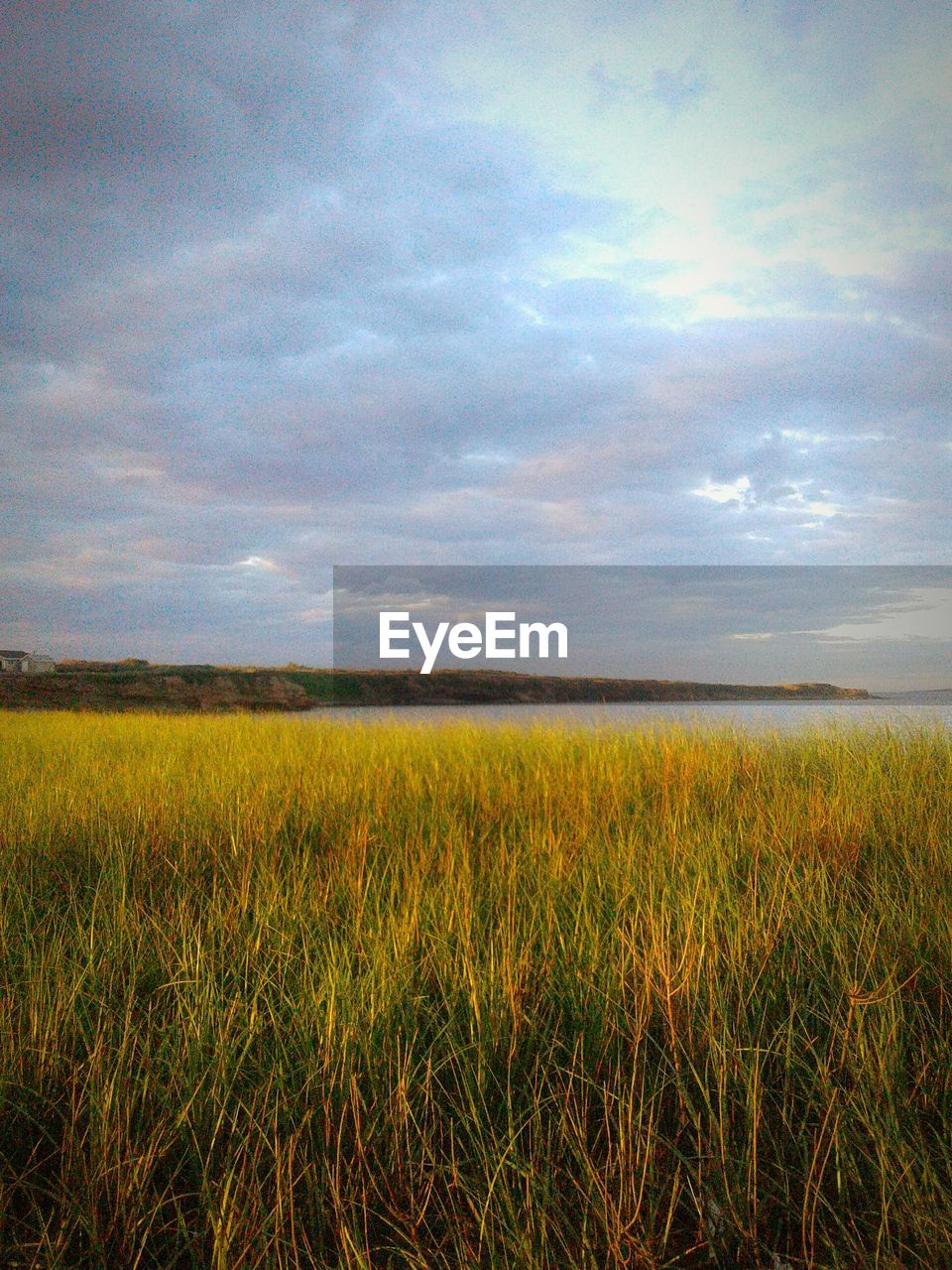 SCENIC VIEW OF WHEAT FIELD