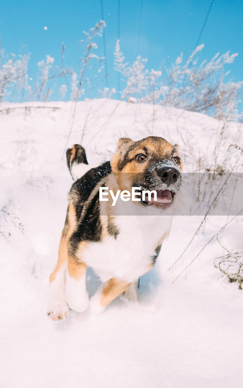 dog running on snow covered field