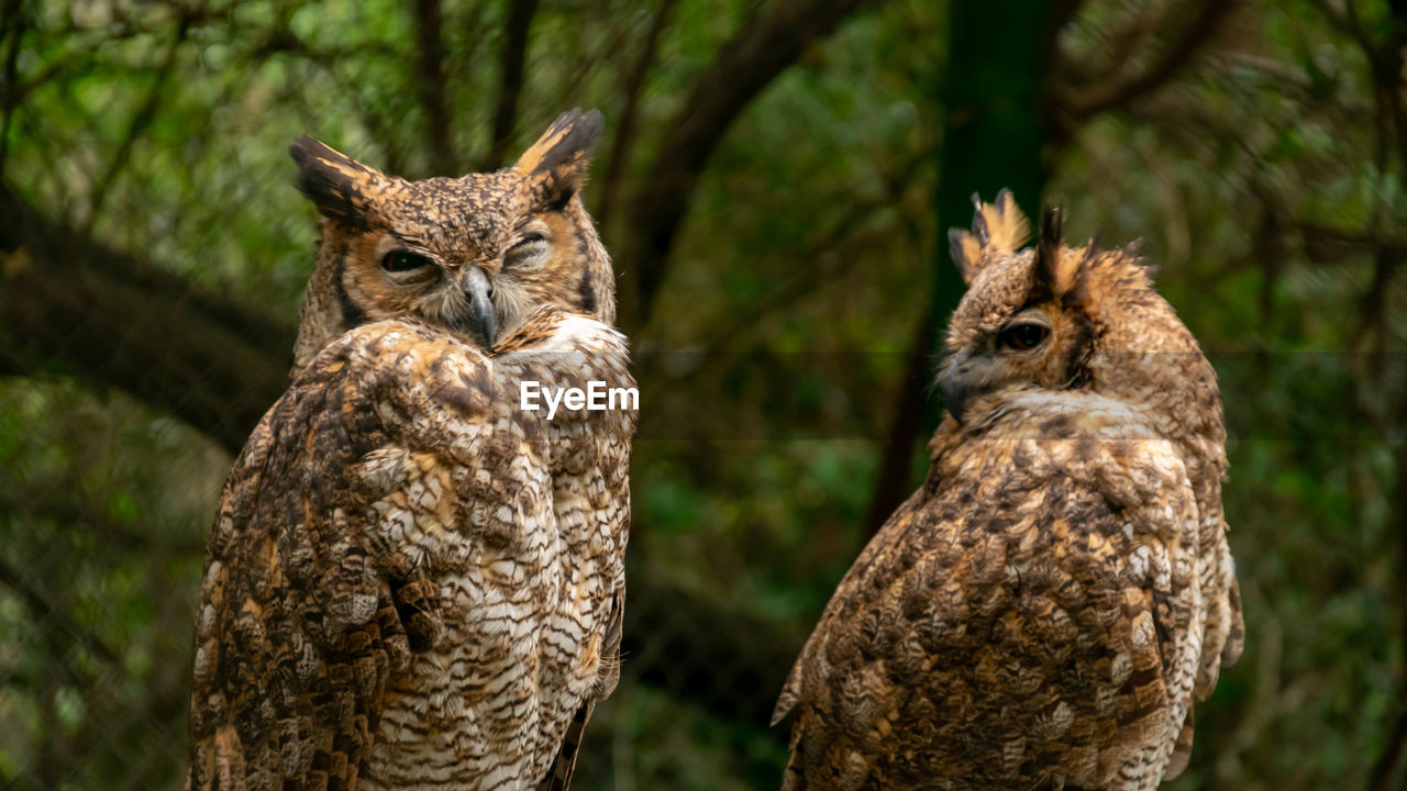 PORTRAIT OF OWL ON TREE