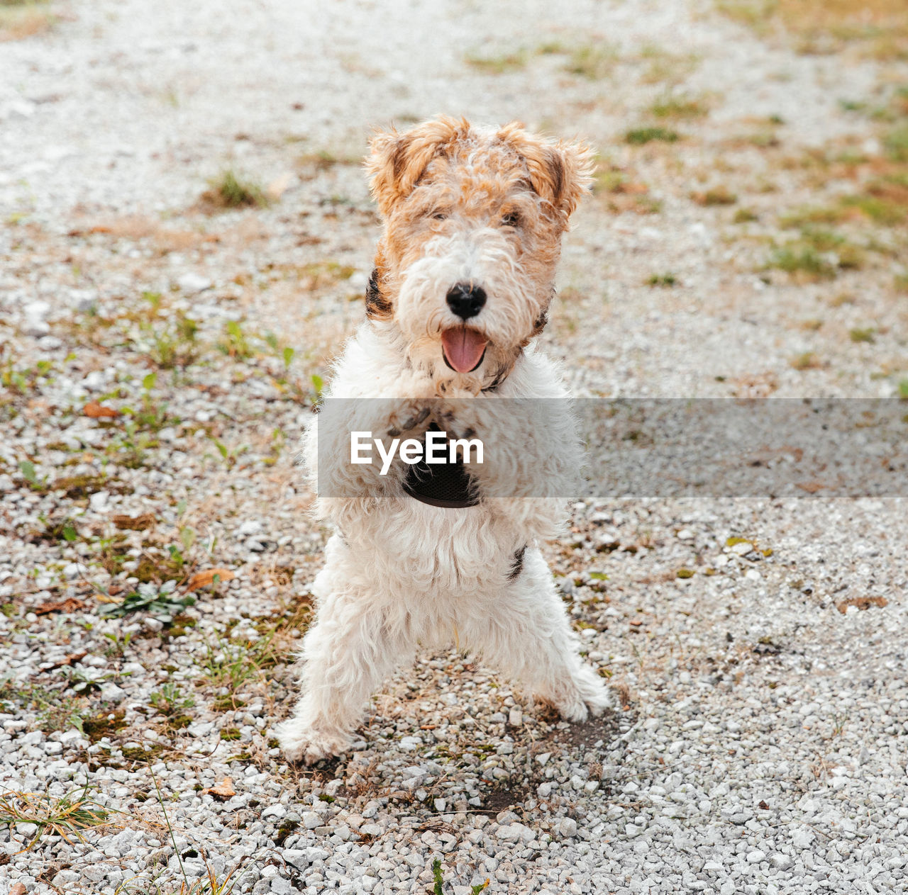 Energetic fox terrier's daylight stroll, home and open clearing create a scene, veterinary clinic