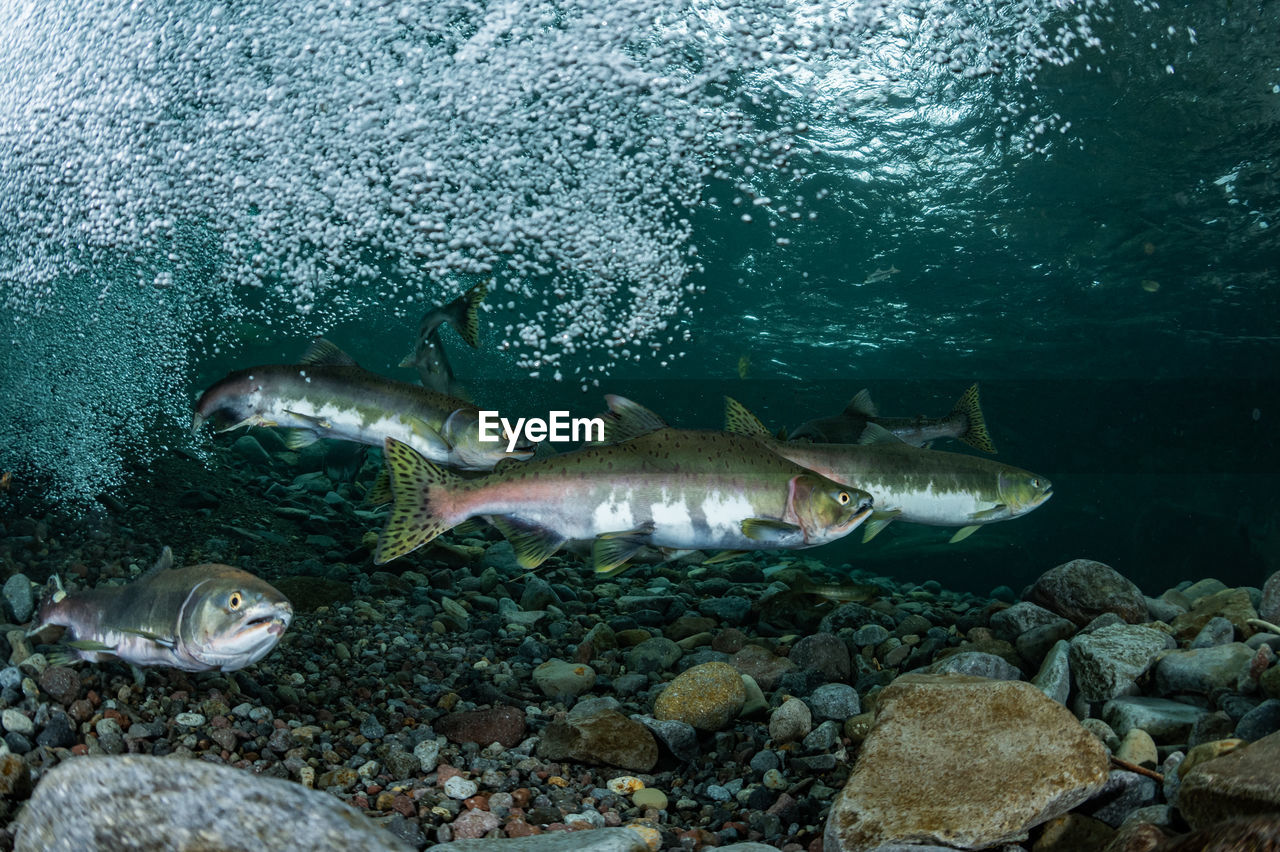 Pink salmon's run in rausu, hokkaido , japan