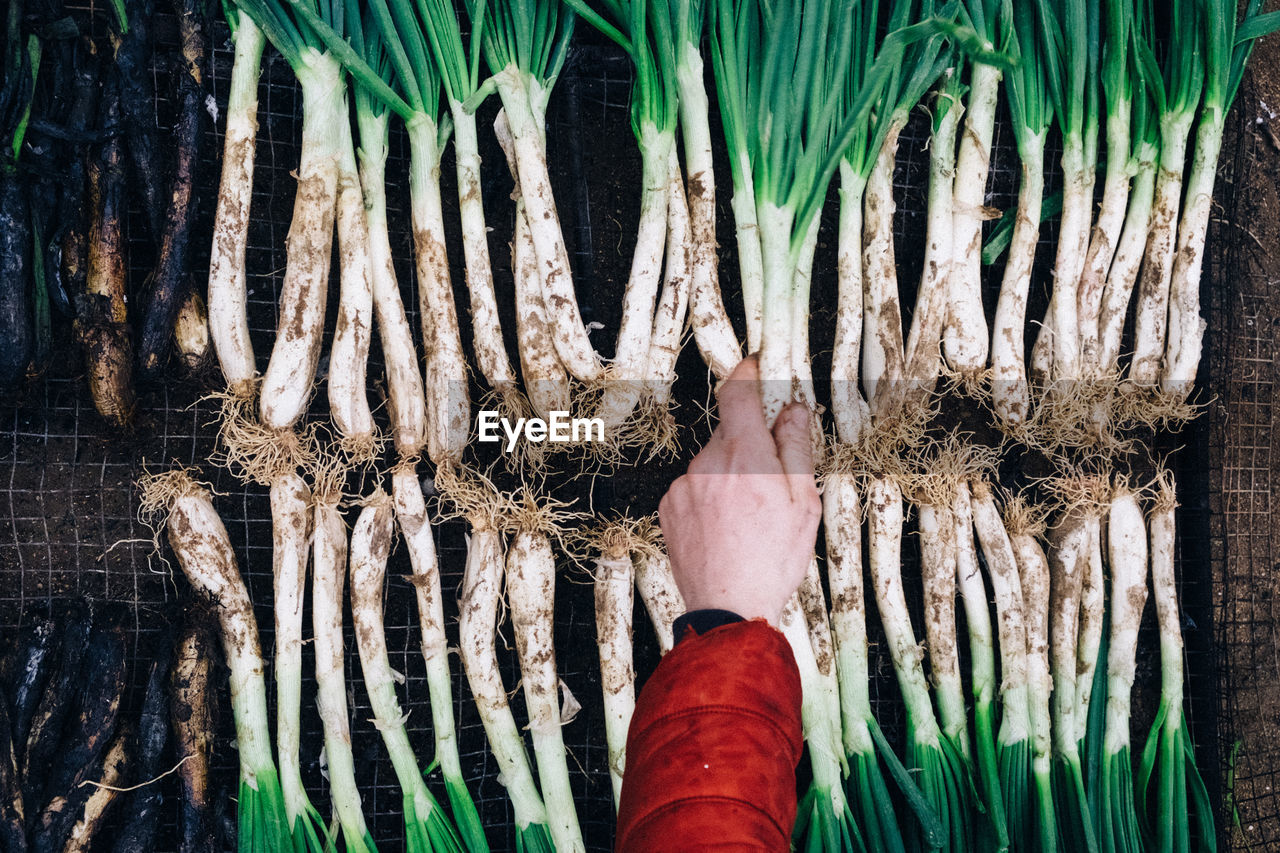 Cropped hand holding scallion in garden