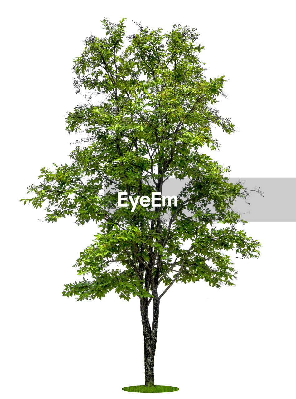 LOW ANGLE VIEW OF TREE AGAINST SKY OVER WHITE BACKGROUND