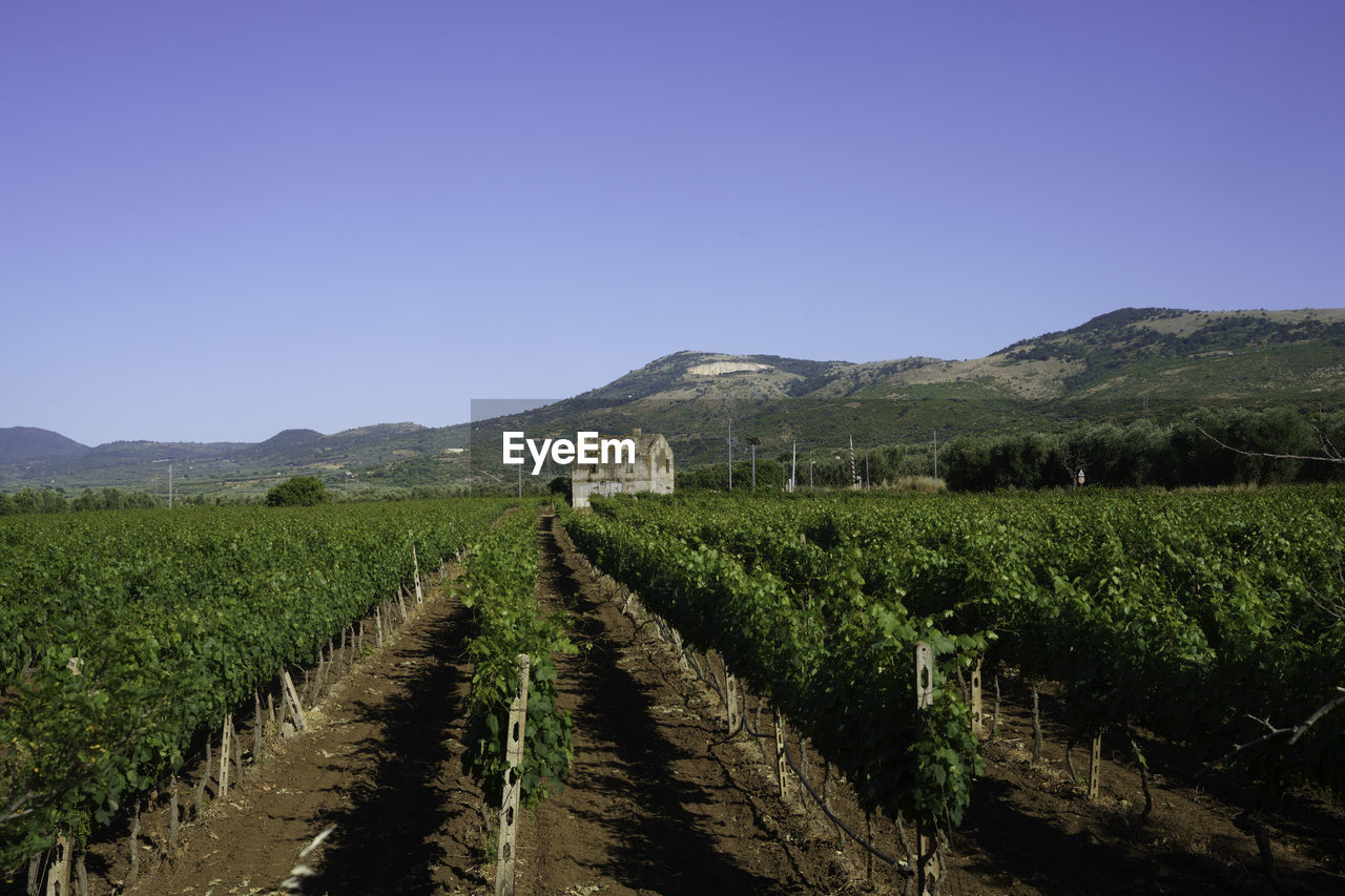 scenic view of field against clear sky
