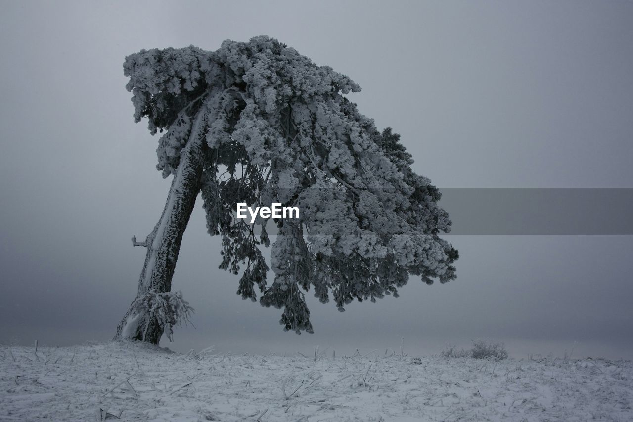 Tree on snow covered field against sky