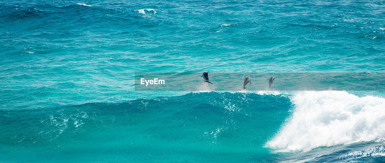 Pod of dolphins playing and jumping in the waves off stradbroke island, queensland, australia