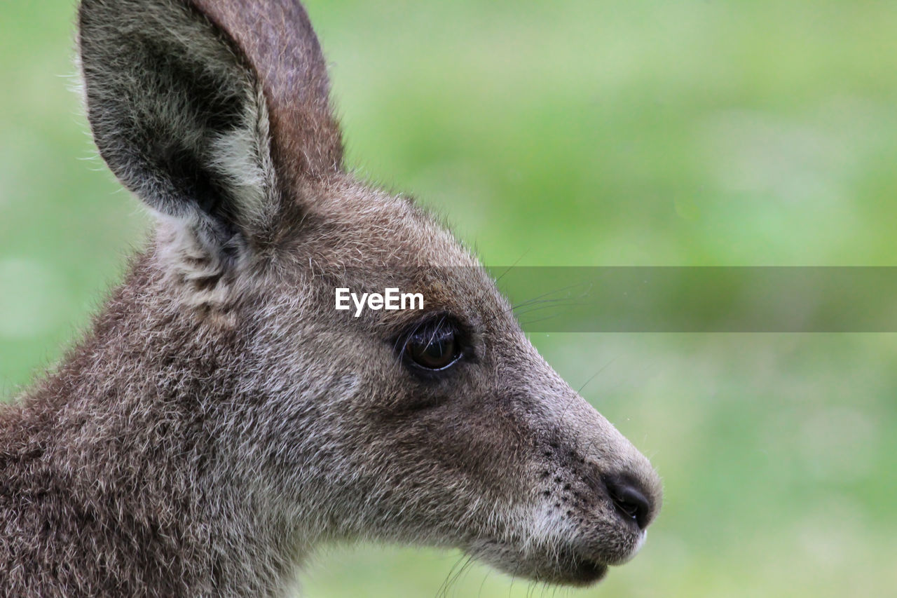 Close-up side view of an eastern grey kangaroo