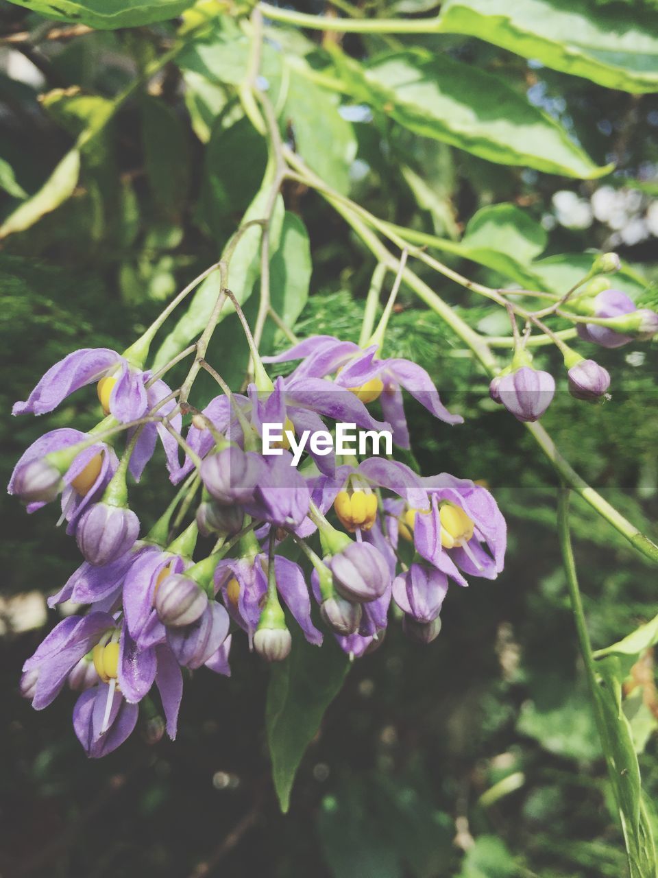 PURPLE FLOWERS BLOOMING OUTDOORS