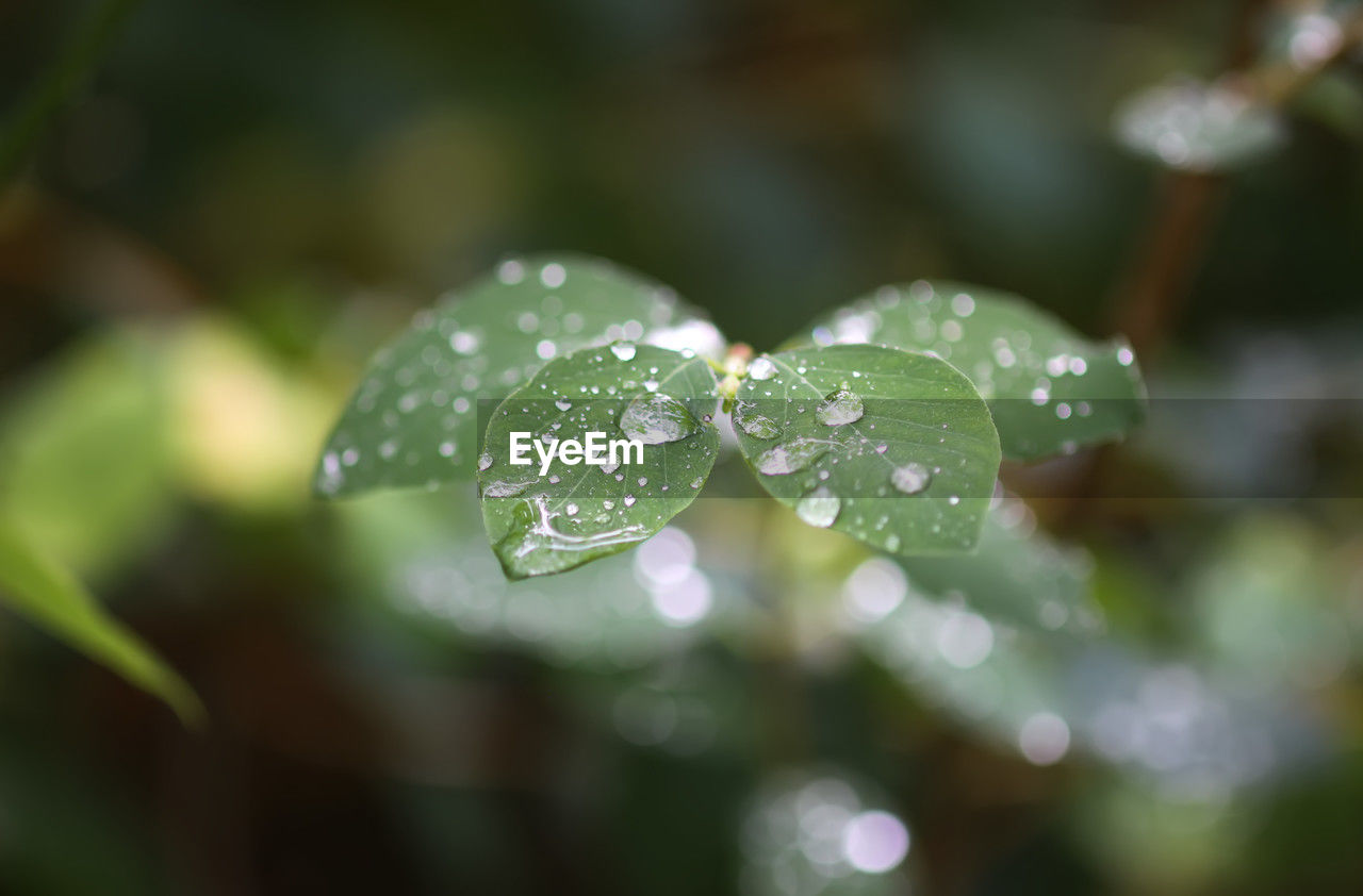 drop, green, water, plant, wet, leaf, nature, plant part, dew, macro photography, close-up, beauty in nature, growth, flower, rain, freshness, moisture, no people, selective focus, outdoors, raindrop, fragility, day, focus on foreground, environment, tranquility, branch, purity, petal