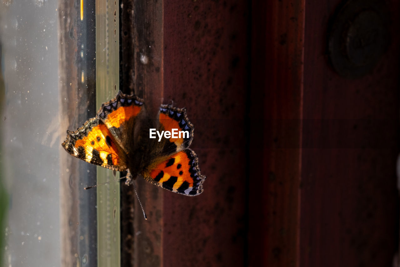 animal themes, animal, animal wildlife, yellow, one animal, butterfly, wildlife, insect, moths and butterflies, macro photography, close-up, no people, animal wing, nature, focus on foreground, day, outdoors, beauty in nature, black, orange color, wood, red, light, leaf, window, animal body part