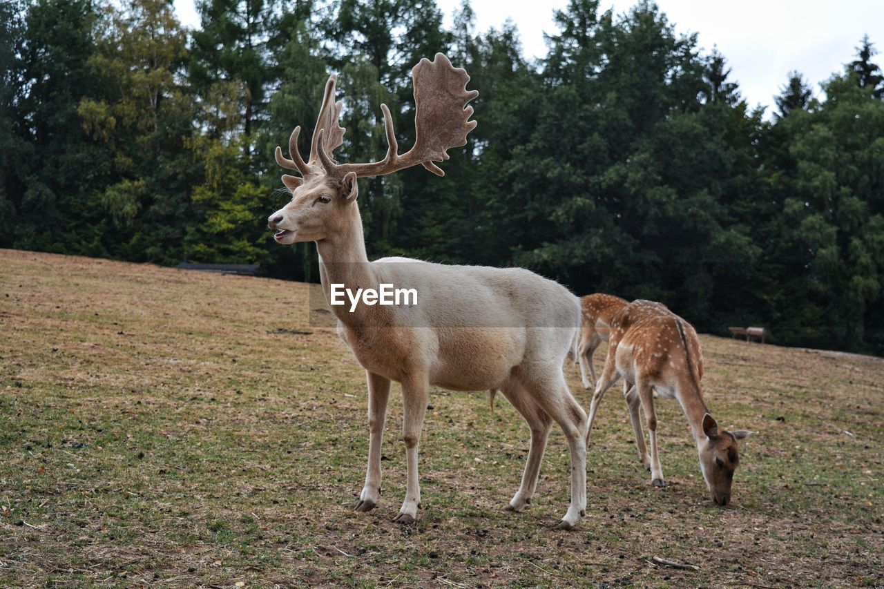 Deer standing in a field