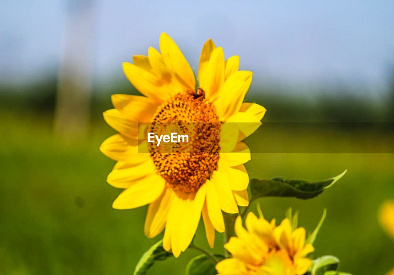 CLOSE-UP OF SUNFLOWER ON YELLOW FLOWER