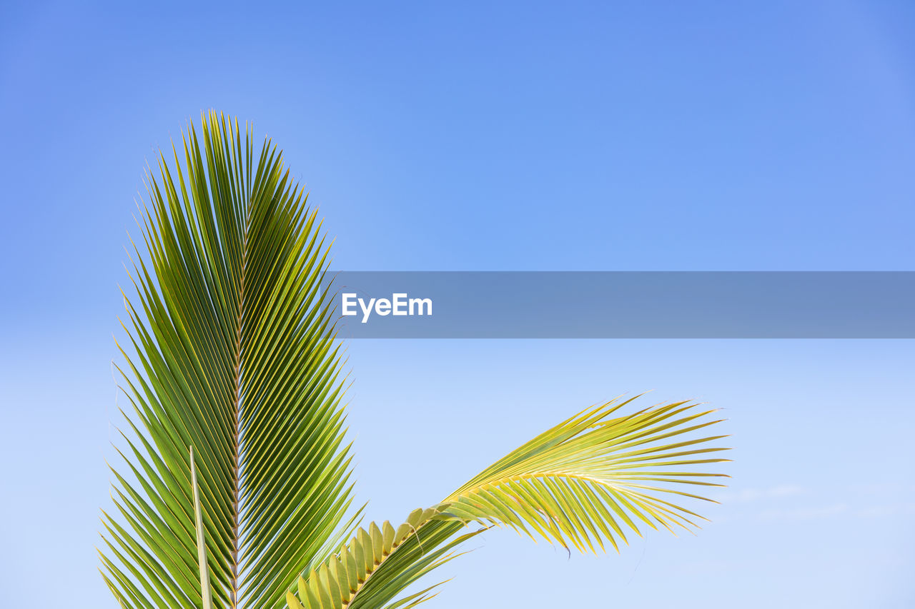 LOW ANGLE VIEW OF PALM TREE AGAINST SKY