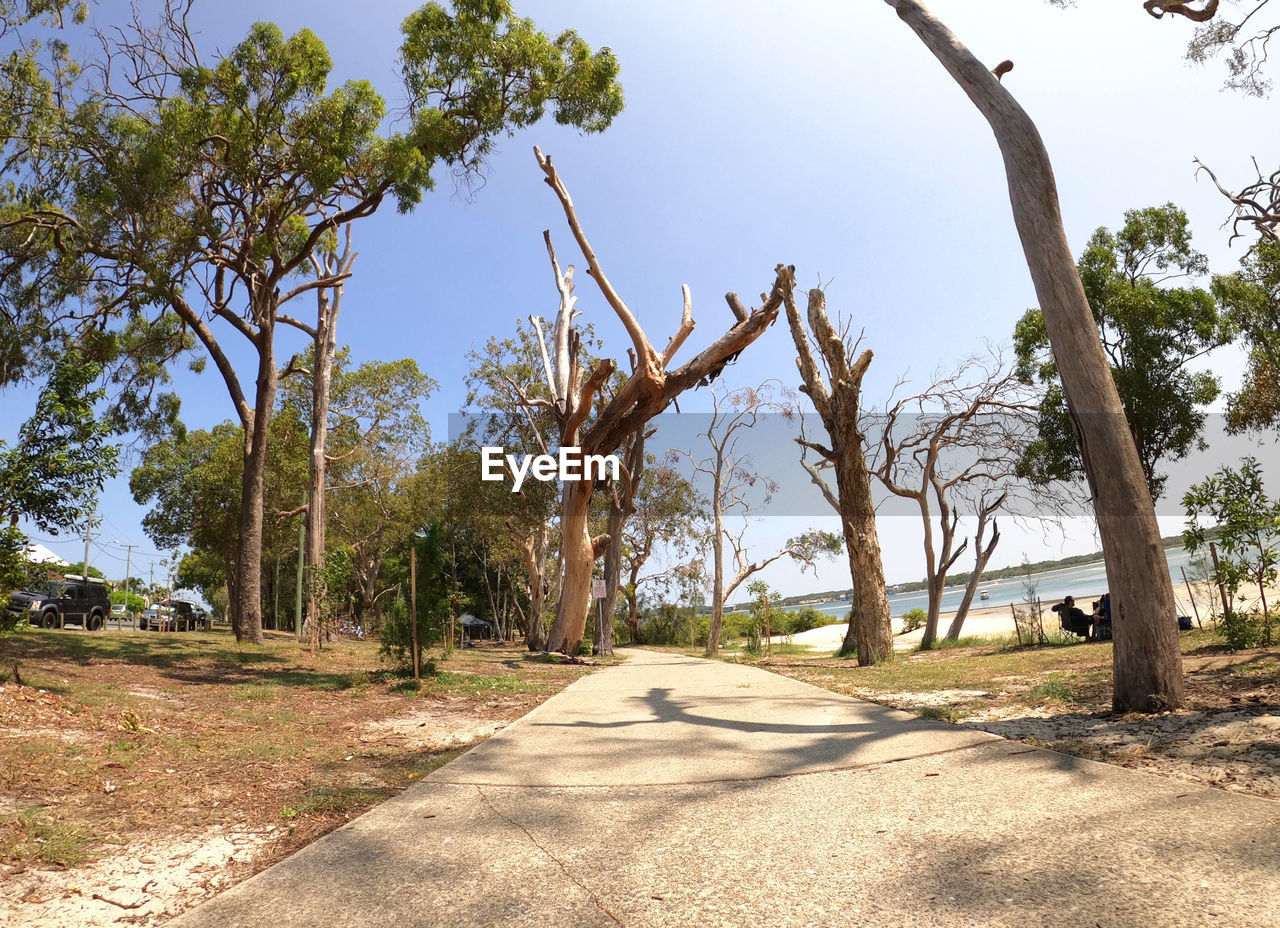 TREES BY ROAD AGAINST CLEAR SKY