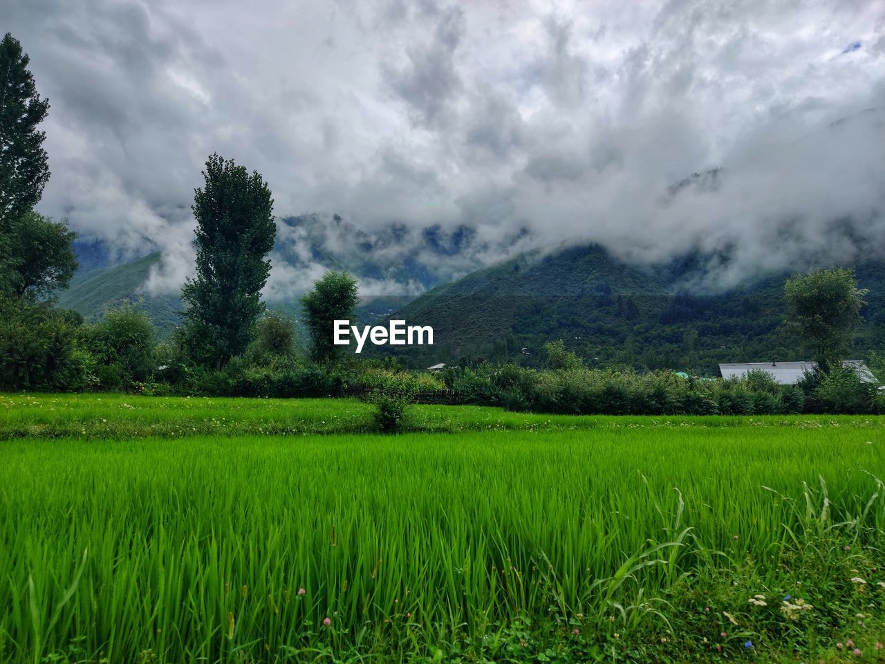 plant, landscape, environment, land, nature, paddy field, grassland, field, meadow, cloud, green, sky, tree, rural scene, grass, pasture, scenics - nature, agriculture, natural environment, beauty in nature, rural area, growth, crop, mountain, plain, rice paddy, rice, no people, farm, social issues, rice - food staple, tranquility, cereal plant, outdoors, environmental conservation, prairie, forest, flower, food and drink, tranquil scene, foliage, plantation, lush foliage