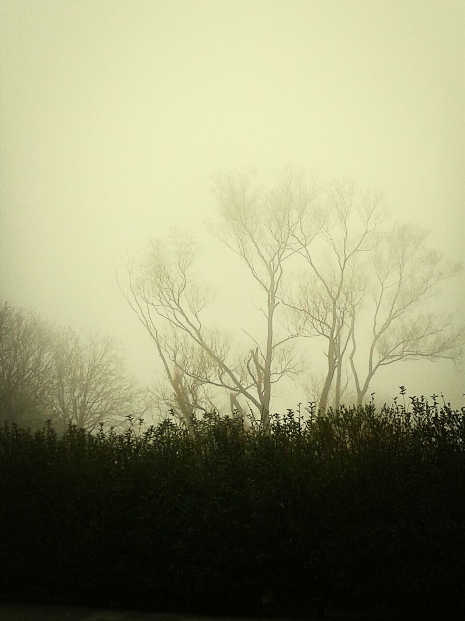 Bare trees against foggy weather