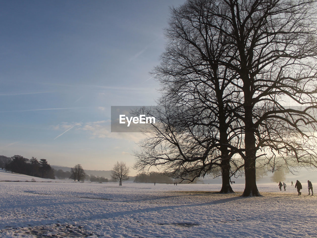 Bare trees on snow covered field