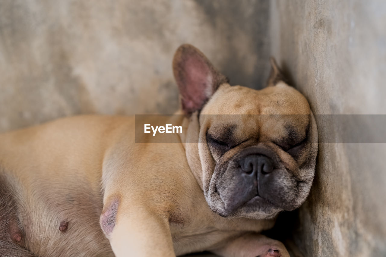 pet, dog, animal themes, animal, one animal, mammal, domestic animals, canine, lap dog, bulldog, relaxation, no people, portrait, sleeping, french bulldog, toy bulldog, lying down, animal body part, puppy, carnivore, animal head, eyes closed, resting, young animal, close-up, cute