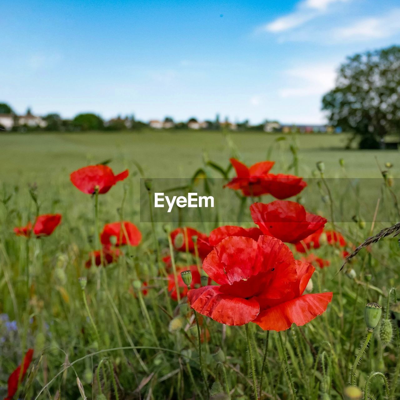 CLOSE-UP OF RED POPPY FLOWERS IN FIELD