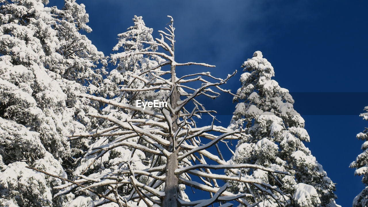 LOW ANGLE VIEW OF FROZEN TREE AGAINST SKY