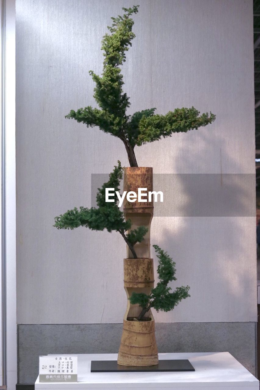 POTTED PLANT ON TABLE